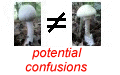 potential confusions with  Agrocybe praecox