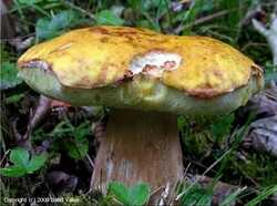 Boletus_fulvomaculatus_2008_dv_1.jpg