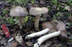 Entoloma_lividoalbum(fs-01).jpg