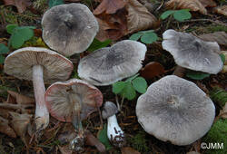 Tricholoma%20orirubens%205.JPG