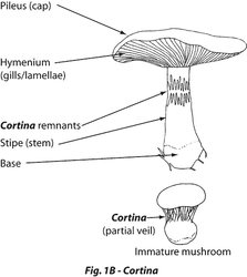 MD-fig1B-cortina.gif