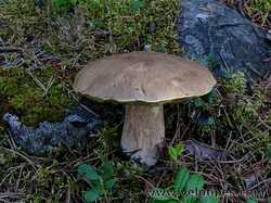 boletus_pinetorum.jpg