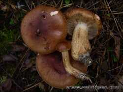 tricholoma_fulvum2.jpg