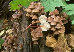mycena-inclinata-6e1a46da-aecd-4c10-9315