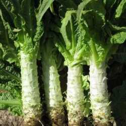 Салат спаржевый Уйсун (Lactuca asparagus)