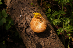 26560673567_c9cf989624_o.png