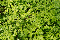 27423459668_c96318c6de_o.png