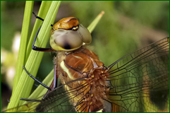 42031821131_d93c5058b2_o.png