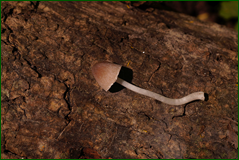 26560677687_85219faf93_o.png