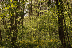 40559574525_a064a2c3ba_o.png