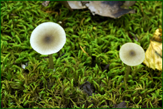 42496485021_db3d13ea63_o.png