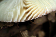 41120275735_d623bce4e7_o.png