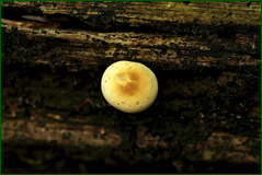 40314520560_08c376b62f_o.png