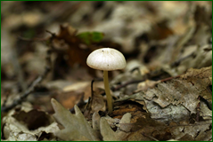 42020676071_82d0783b94_o.png
