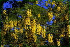 40023390720_0b1644e11f_o.png