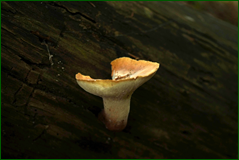 40314531120_ca2e496f97_o.png