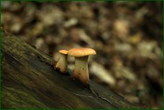 42075268432_d285a9e6b7_o.png