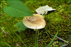 28147435148_4f1c36e0b7_o.png