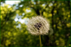 41001480514_0999d4f0f4_o.png