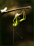 41849771261_81eb6b3f46_o.png