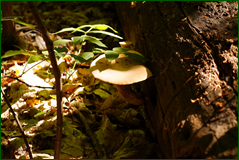 41871196541_0be2df3b69_o.png