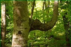 41719207572_15f1c60547_o.png
