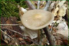 41120139955_a1ccba79c8_o.png
