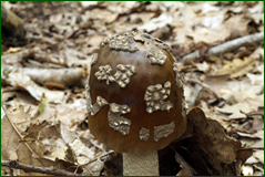 42020746401_ec667b8f64_o.png