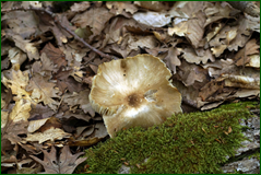 42020566011_20c8d64626_o.png