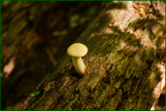 41871191581_59eacd1996_o.png