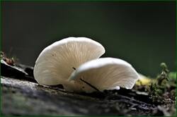 41006965310_087b42899d_o.jpg