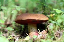 41006982090_4c8a75e6a8_o.jpg