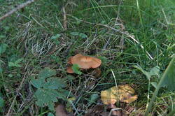 41993526294_bdf027e74e_c.jpg
