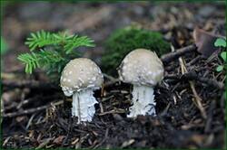 41006978220_0f5143f234_o.jpg