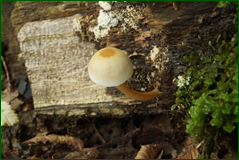 42851037104_b54b0229da_o.png