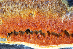 42300782720_b555fcd30d_o.png
