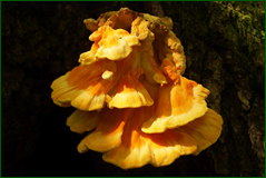 30601362908_5ea39fea2c_o.png