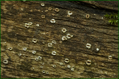 43517044315_1ae94a8b43_o.png
