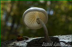 44419142555_9c70e18d94_o.png
