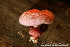43093733860_ece4531aa6_o.png