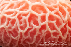 29969266707_0d96aeae40_o.png