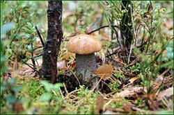 43199183240_f092b6e7c7_o.jpg