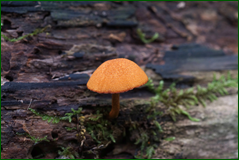44879965041_f6f12d4937_o.png