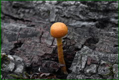 29943163607_b1e4c3805b_o.png