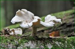 44114572645_c9b5b43d00_o.jpg