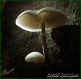 43516636140_a65a697bd7_o.png