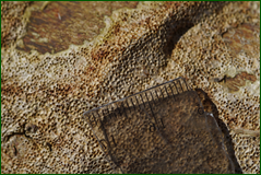 40746480082_26cd565330_o.png