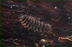 46095467912_a2e5df2a22_o.png