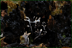 45717450475_3b912f04b1_o.png
