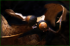 45155266354_91605f52d9_o.png